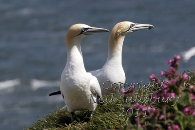 Gannet photography by Betty Fold Gallery
